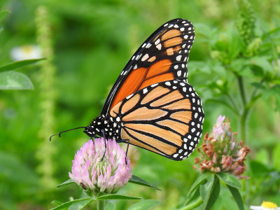 Monarch on Red Clover