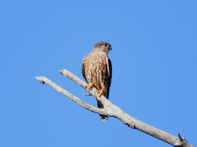 Merlin