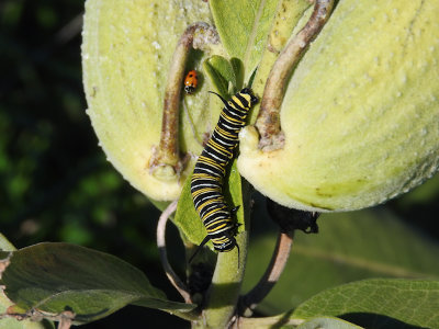Monarch caterpillar with Variegated Lady Beetle
