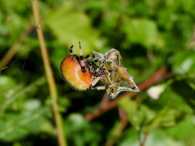 Shamrock Orbweaver (Araneus trifolium) with grasshopper