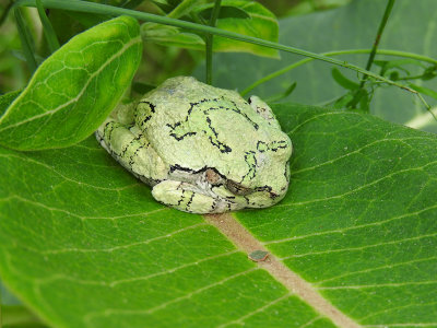 Gray Treefrog (Hyla versicolor )