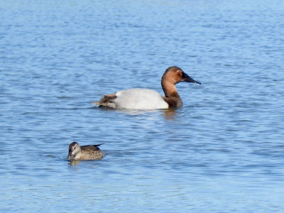 Canvasback with Blue-winged Teal
