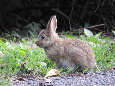 Snowshoe Hare (juvenile)