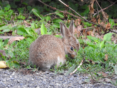 Snowshoe Hare (juvenile)