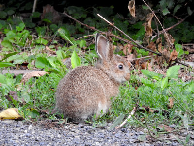 Snowshoe Hare (juvenile)