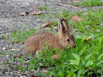 Snowshoe Hare (juvenile)