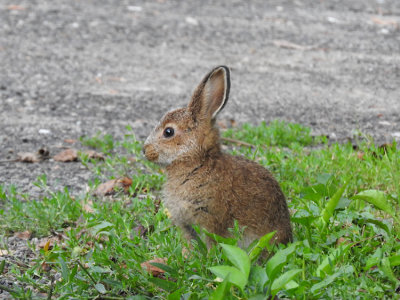 Snowshoe Hare (juvenile)