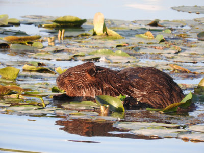 Beaver  (Castor canadensis)