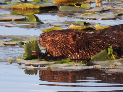 Beaver  (Castor canadensis)