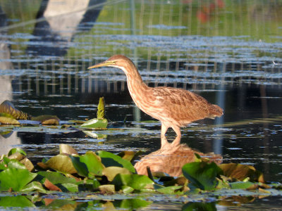 American Bittern