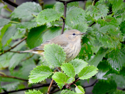 Cape May Warbler