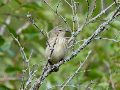 Cape May Warbler