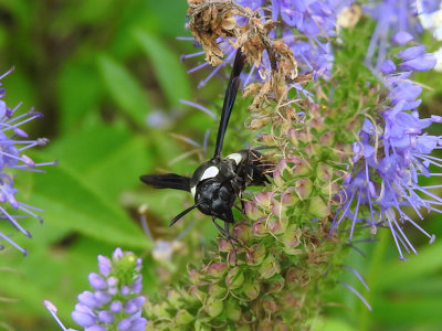 Four-toothed Mason Wasp (Monobia quadridens)