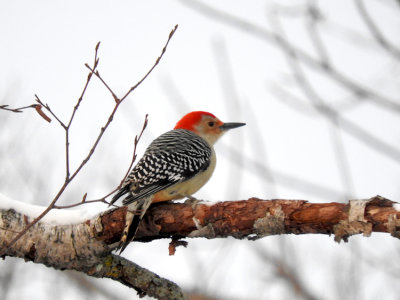 Red-bellied Woodpecker