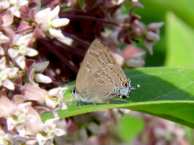 Hickory Hairstreak (Satyrium caryaevorum)