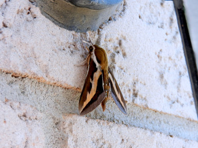 Galium Sphinx Moth (Hyles gallii)  Hodges #7893