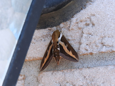 Galium Sphinx Moth (Hyles gallii)  Hodges #7893