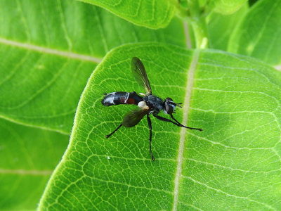 Bristle Fly (Tachinid sp.)