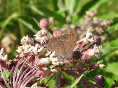 Banded Hairstreak (Satyrium calanus)