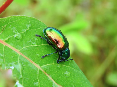 Dogbane Leaf Beetle (Chrysochus auratus)