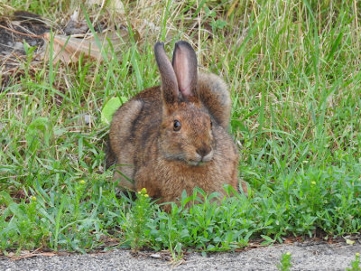 Rabbits, Hares and Relatives