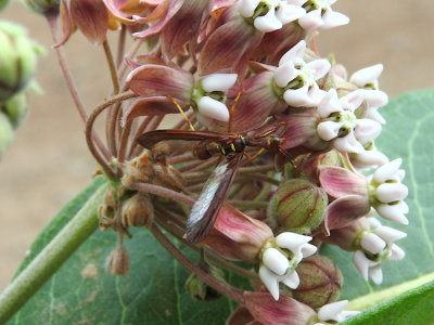 Brown Mantidfly (Climaciella brunnea)