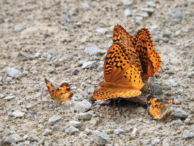 Great-spangled Fritillaries (Speyeria cybele) with Northern Crescents