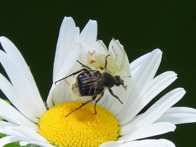 Flower scarab beetle (Trichiotinus affinis)