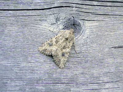 The Nutmeg (Anarta trifolii) Hodges #10223