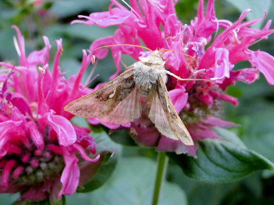 Common Looper (Autographa precationis) Hodges #8908