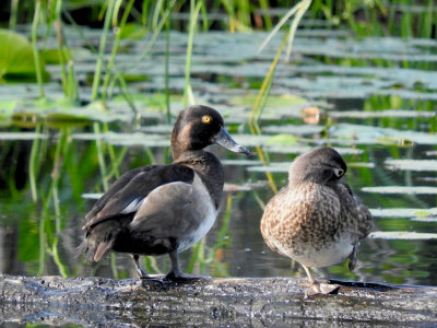 Ring-necked Duck with Wood Duck
