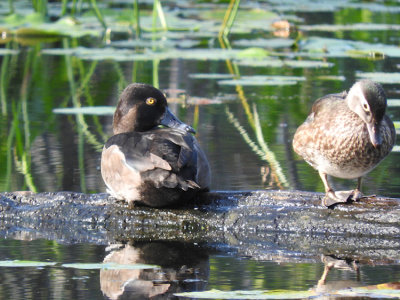 Ring-necked Duck with Wood Duck