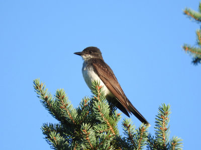 Eastern Kingbird