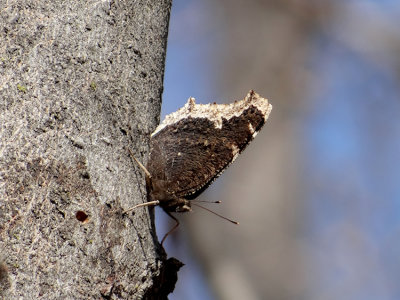 Mourning Cloak (Nymphalis antiopa)