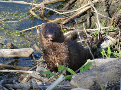 American Mink (Neovison vison)