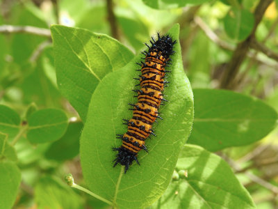 Baltimore Checkerspot caterpillar