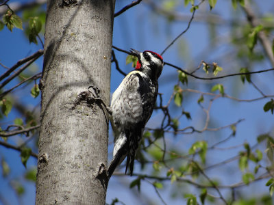 Yellow-bellied Sapsucker