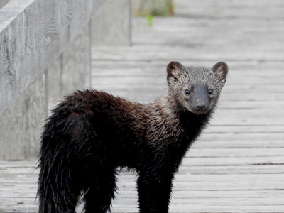 Fisher (Pekania pennanti)