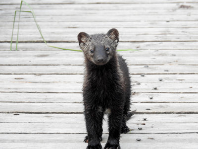 Fisher (Pekania pennanti)