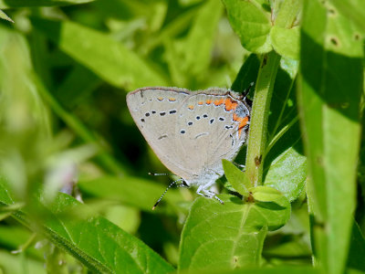Acadian Hairstreak (Satyrium acadicum)
