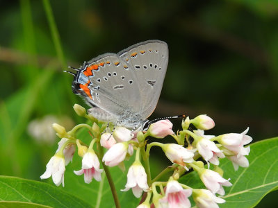 Acadian Hairstreak (Satyrium acadicum)