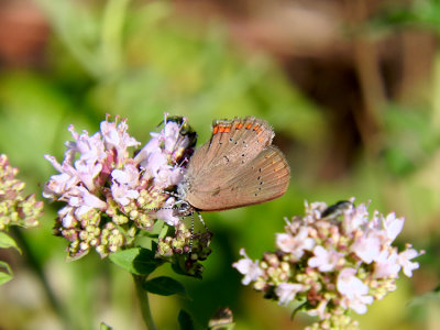 Coral Hairstreak (Satyrium titus)