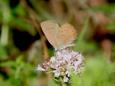Coral Hairstreak (Satyrium titus)