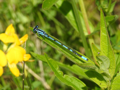 Marsh Bluet (<i>Enallagma ebrium</i>)