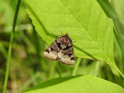 Toothed Somberwing (Euclidia cuspidea) Hodges #8731