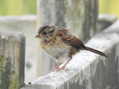 Juvenile Swamp Sparrow