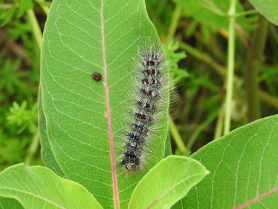 Spongy Moth Caterpillar (Lymantria dispar)