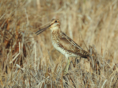 Wilson's Snipe