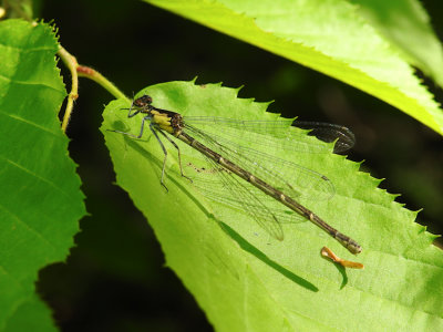 Aurora Damsel, female (Chromagrion conditum)