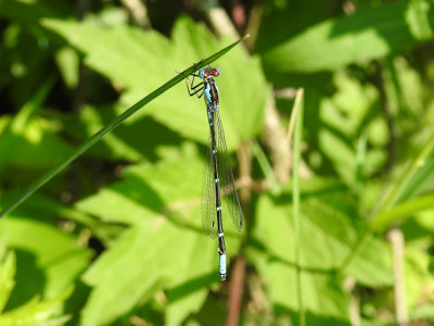 Aurora Damsel (Chromagrion conditum)